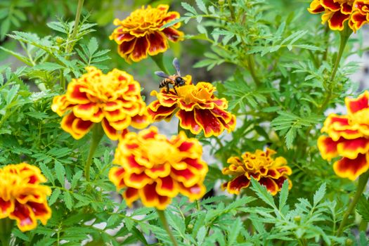 bee is on the French marigold in the garden