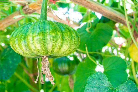 young pumpkin growing in the garden