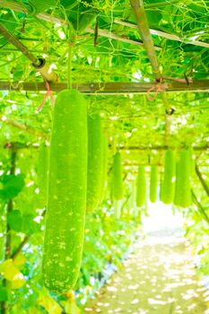 Bottle gourd (Lagenaria siceraria Standl.) Hanging on a wooden structure in farm