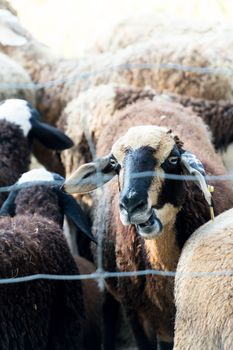 flock brown sheep in farm with tag on ear