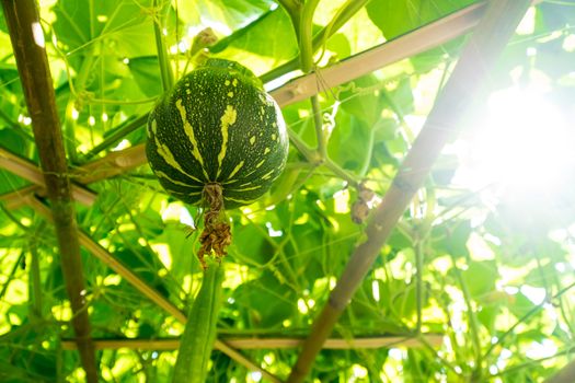 young pumpkin growing in the garden