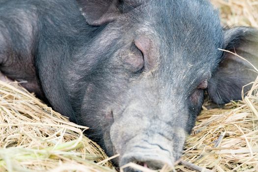 The lazy pig sleep on the straw