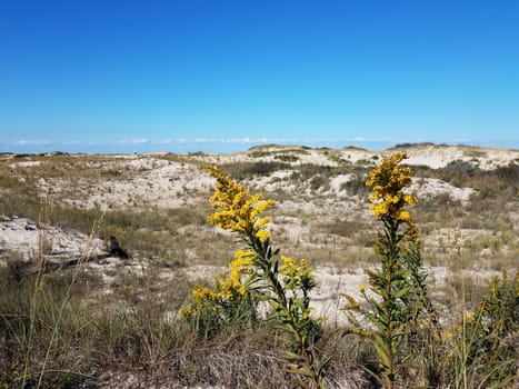 yellow flower or weed and sand dunes at beach