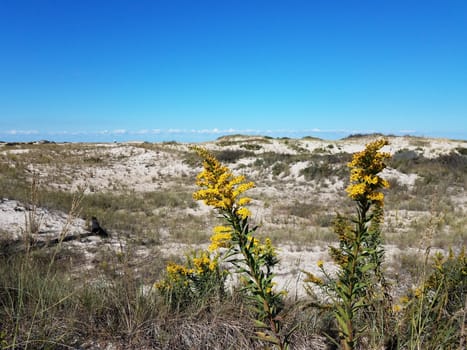 yellow flower or weed and sand dunes at beach