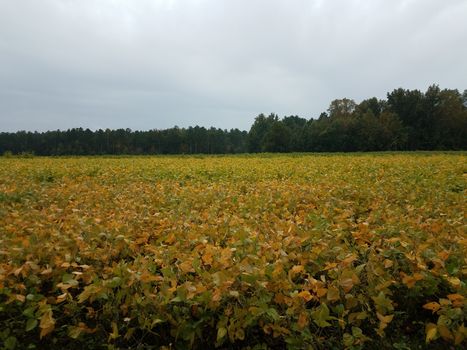 green and yellow soybean crops field or farm