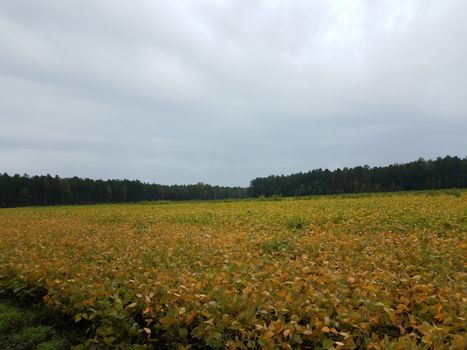 green and yellow soybean crops field or farm