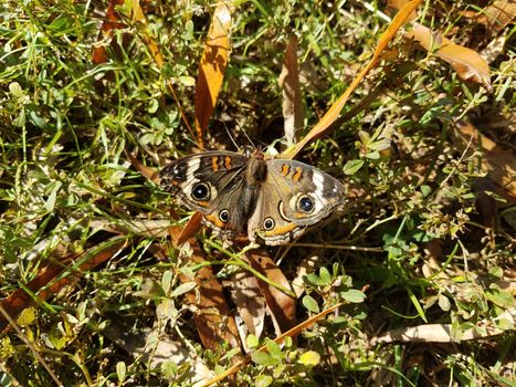 brown moth or butterfly insect on ground with grass