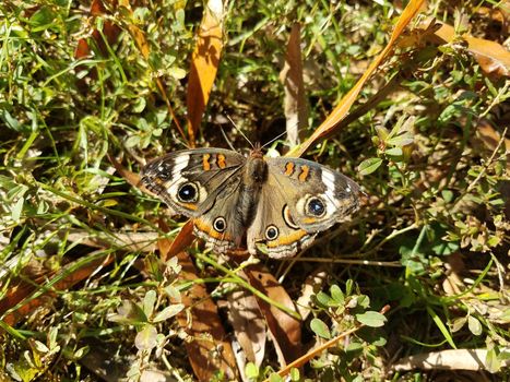 brown moth or butterfly insect on ground with grass