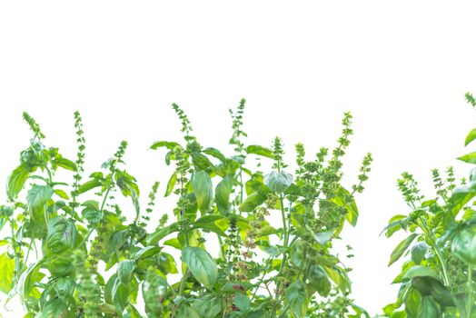 Flowering sweet basil plants isolated on white background. Blooming homegrown Lamiaceae culinary herb at organic backyard garden in Texas, America