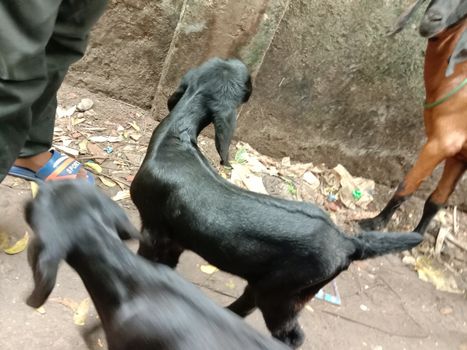 Black Colored Goat Closeup on House
