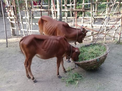 Brown Colored Cow Closeup on Farm
