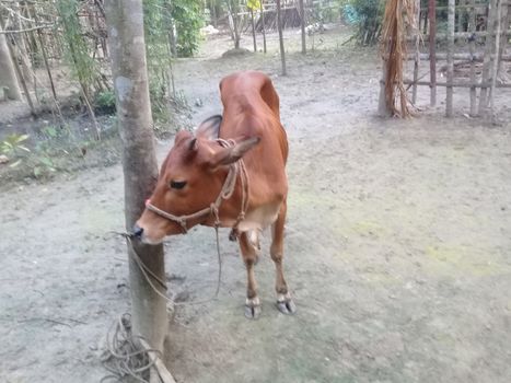 Brown Colored Cow Closeup on Farm