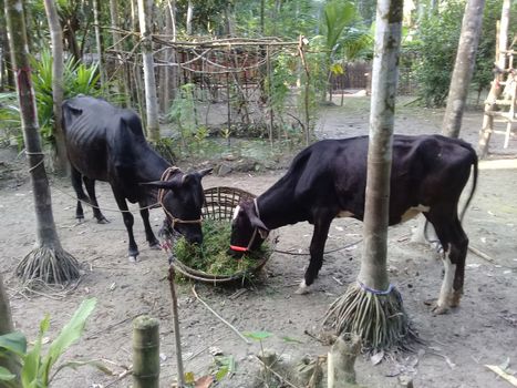 Black Colored Cow Closeup on Farm