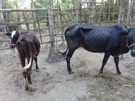 Black Colored Cow Closeup on Farm