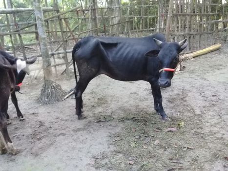 Black Colored Cow Closeup on Farm
