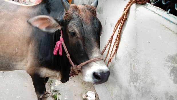 Black Colored Cow Closeup on Farm