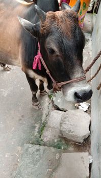 Black Colored Cow Closeup on Farm