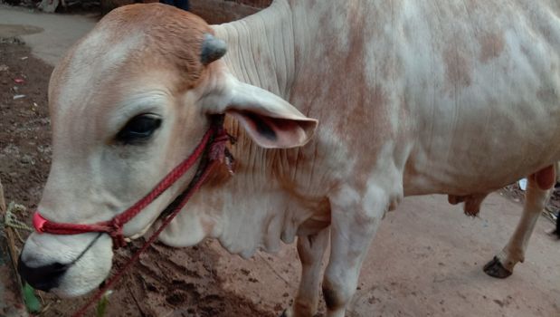 White Colored Cow Closeup on Farm
