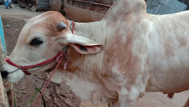 White Colored Cow Closeup on Farm