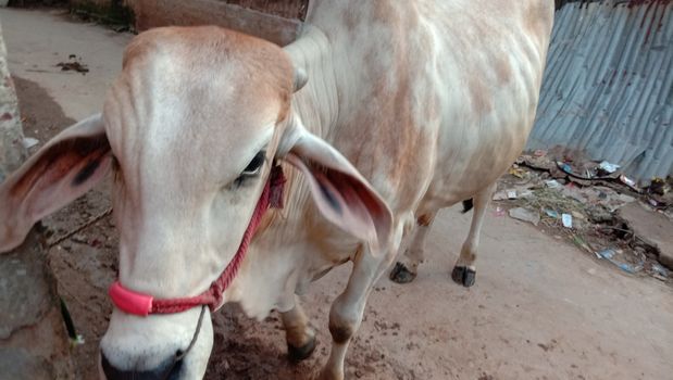 White Colored Cow Closeup on Farm