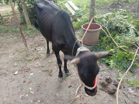Black Colored Cow Closeup on Farm
