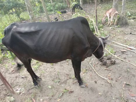 Black Colored Cow Closeup on Farm