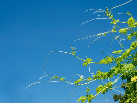 The shoots and flowers of the pumpkin tree On the background is a bright blue sky.