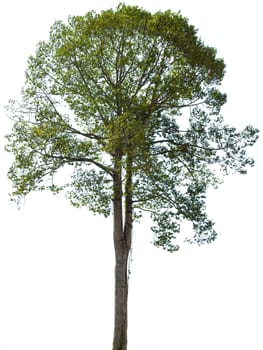 Green tree isolated on white background