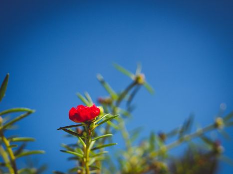 Red flower bush with green leaves on a dark blue sky background.
