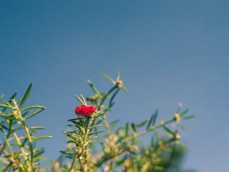 Red flower bush with green leaves on a blue sky background.
