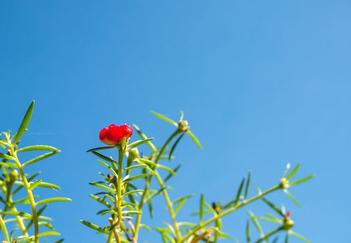 Red flower bush with green leaves on a blue sky background.