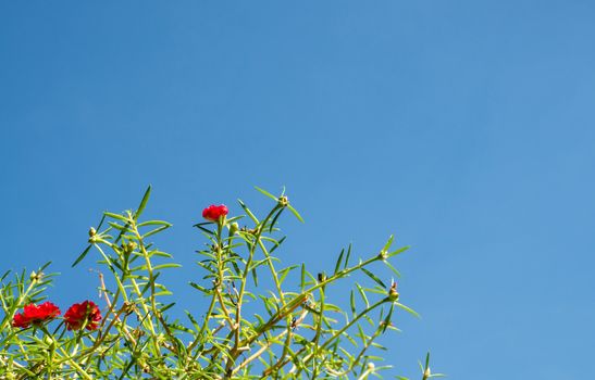 Red flower bush with green leaves on a blue sky background.