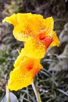 Canna indica or Indian shot or African arrowroot or edible canna or purple arrowroot or Crete (greece) arrowroot or Canna lily.