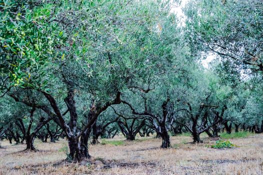 Olive plantation in Crete, the island of olive trees, as far as your eye can see there are only olive trees
