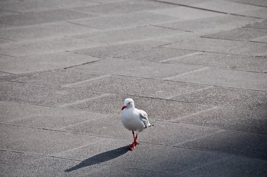 Seagull bird gracefully walking on a concrete pavement in the afternoon