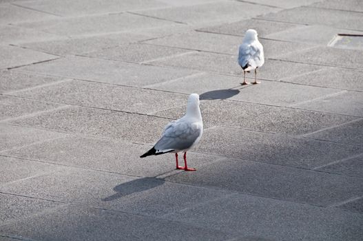 Seagull bird gracefully walking on a concrete pavement in the afternoon