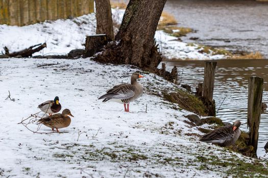 Ducks on the banks of the Glan river in Meisenheim, Germany in winter
