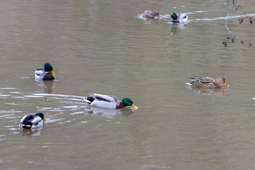 Ducks swimming in the Glan river in Meisenheim, Germany