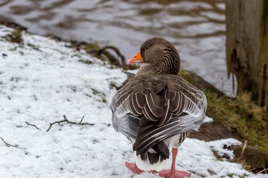 Close-up of a duck on the banks of the Glan river in Meisenheim, Germany
