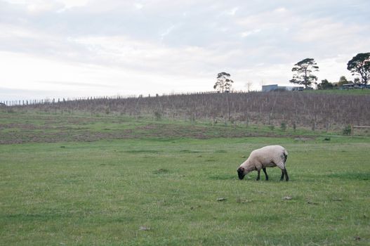 White fluffy wild sheep walk and eat green grass in country lush field