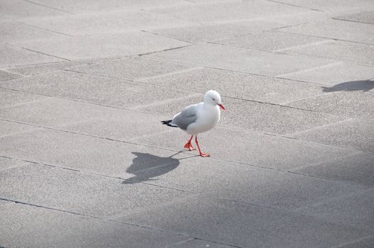Seagull bird gracefully walking on a concrete pavement in the afternoon