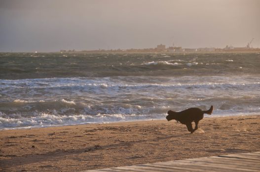 Black dog is rushing enjoying running happily on golden sand beach in the afternoon