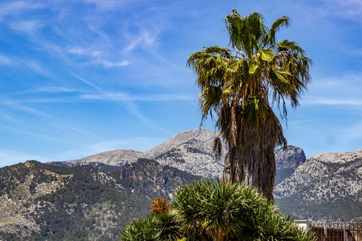 Landscape around the village Campanet in the north of Mallorca with a palm tree in the foreground and mountain range in the background