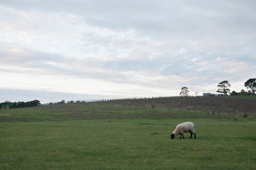 White fluffy wild sheep walk and eat green grass in country lush field