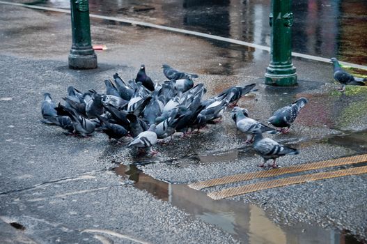 Group of Pigeons eating bird food on a street in rainy day in city center