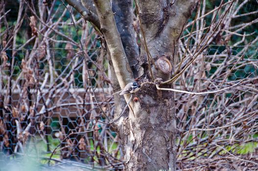 Brown grey wild bird fly to land on oak tree