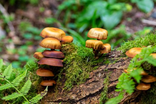 Close-up of brown and orange mushrooms on a trail nearby St. Blasien