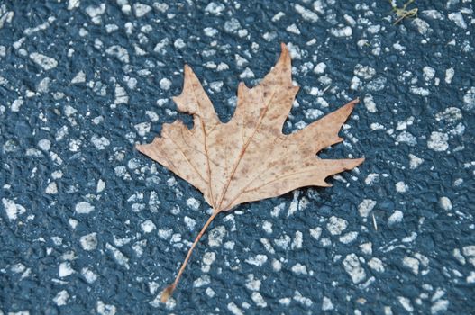 Crispy golden dried maple leaf fallen on a grey concrete pavement in Autumn and early Winter