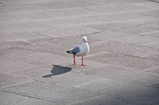 Seagull bird gracefully walking on a concrete pavement in the afternoon