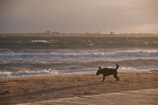 Black dog is enjoying happily on golden sand beach in the afternoon